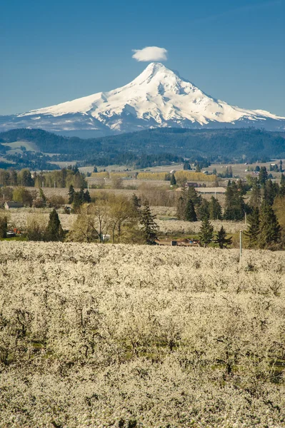 Spring apple orchards, Hood River Valley, Oregon — Stock Photo, Image