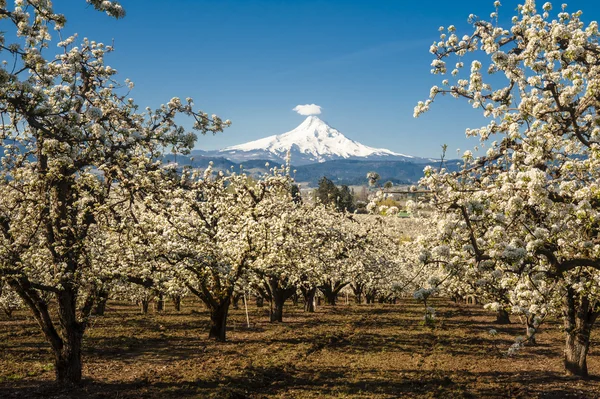 Jarní jabloňových sadů, hood river valley, oregon — Stock fotografie