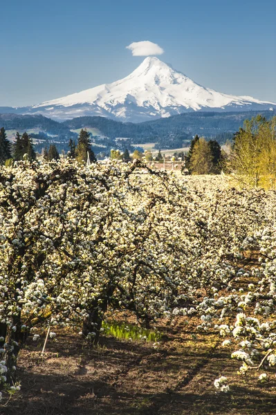 Jarní jabloňových sadů, hood river valley, oregon — Stock fotografie