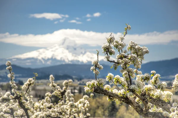 Apple blossoms, Hood River Valley, Орегон — стоковое фото