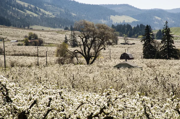 Jarní jabloňových sadů, hood river valley, oregon — Stock fotografie