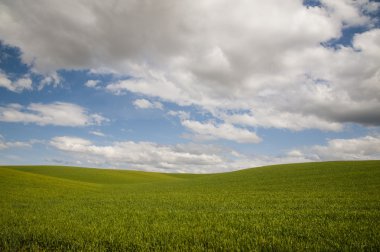 buğday alanları yaz bulutlar altında