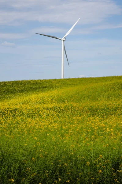 黄色の花の分野での風力タービン — ストック写真