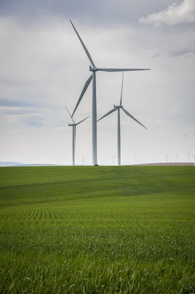 Windturbines in een groen veld — Stockfoto