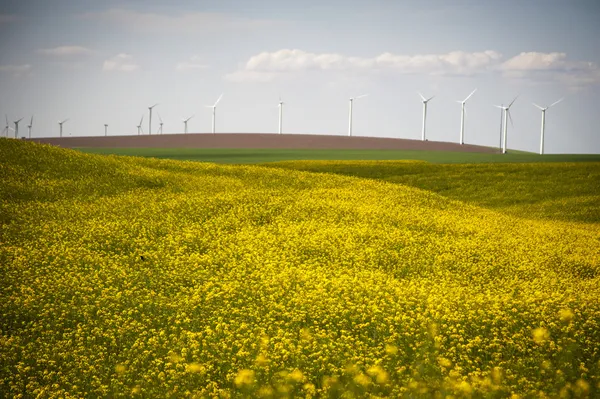 Windturbines op een gebied van gele bloemen — Stockfoto