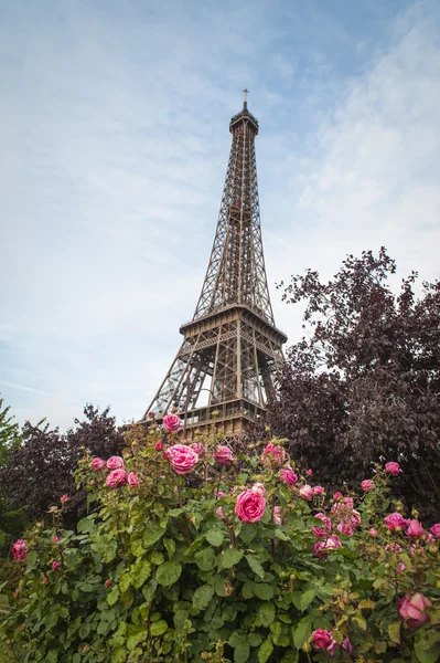 Torre Eiffel y rosas rojas —  Fotos de Stock