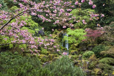 bir Japon bahçesinde bahar