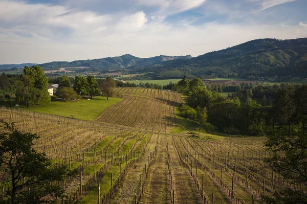 Bahar üzüm bağları, willamette valley, oregon — Stok fotoğraf