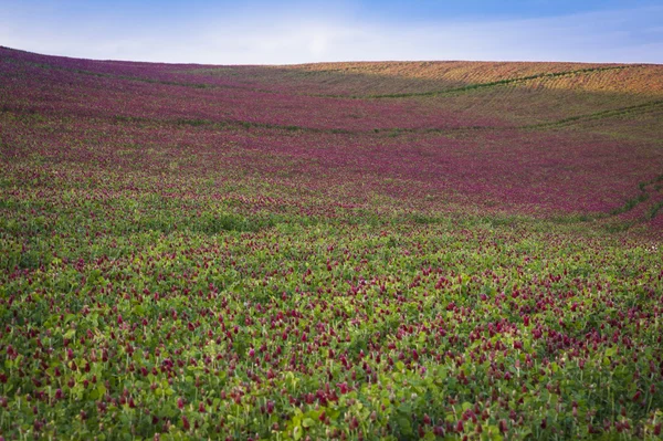 Purple clover field — Stock Photo © robertcrum #23379098