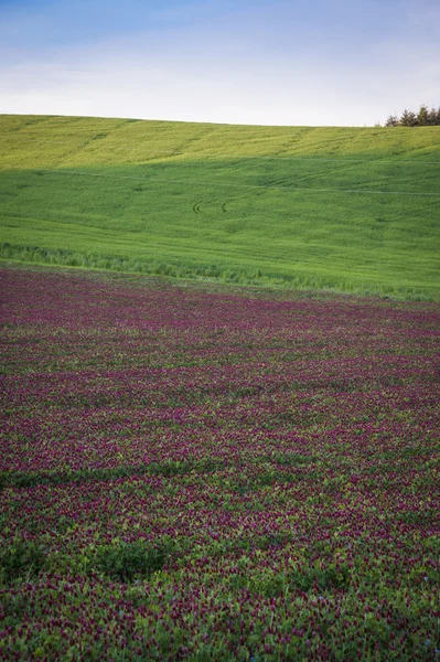 Campo di trifoglio viola — Foto Stock
