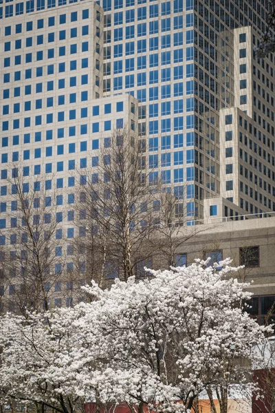 Skyskrapor och blommande körsbärsträd, new york city — Stockfoto