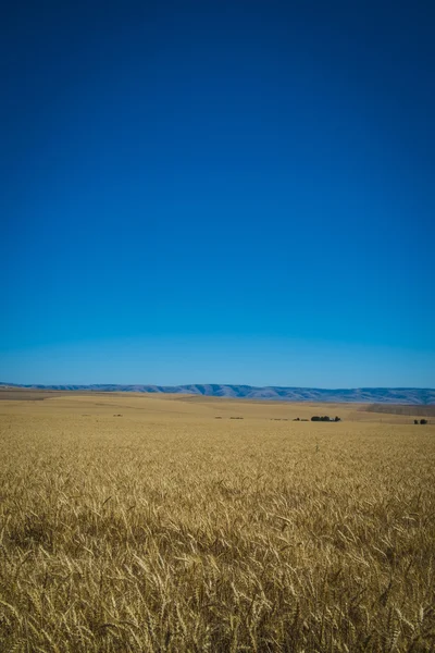 Campi di grano pronti per il raccolto, Stato di Washington — Foto Stock