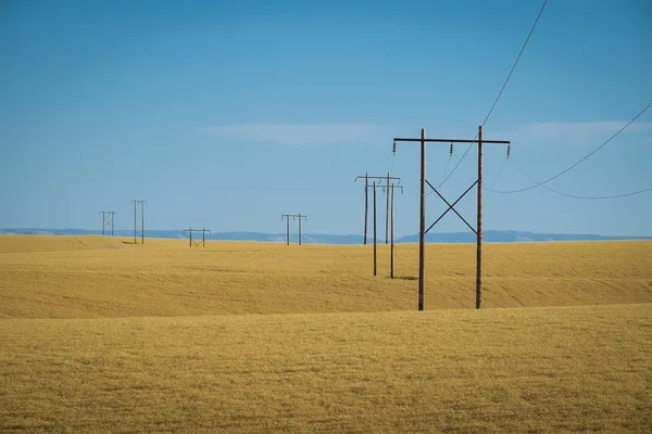 Wheat fields, power lines, eastern Washington — Stock Photo, Image