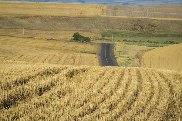 Campos de trigo, estrada de cascalho, estado de Washington — Fotografia de Stock