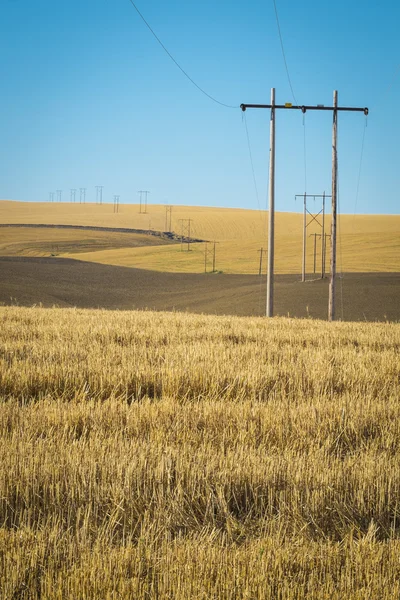 Wheat fields, power lines, eastern Washington — Stock Photo, Image