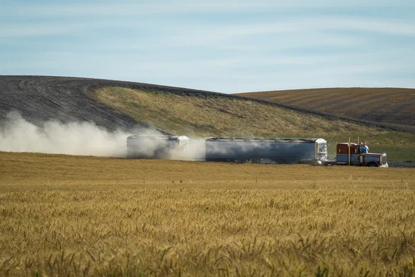 Semi trailer truck, wheat fields — Stock Photo, Image