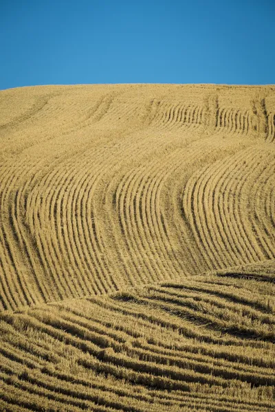 Campos de trigo prontos para a colheita, estado de Washington — Fotografia de Stock