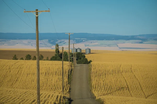 Strada, campi di grano, Stato di Washington — Foto Stock