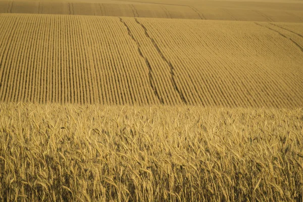 Campos de trigo prontos para a colheita, estado de Washington — Fotografia de Stock