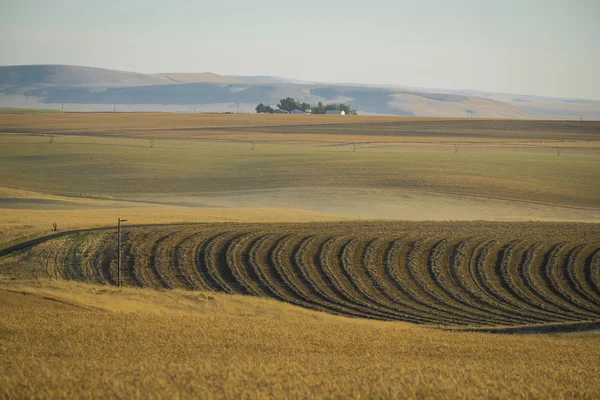 Wheat fields and farm, Washington state — Stock Photo, Image