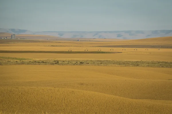 Campos de trigo listos para la cosecha, estado de Washington — Foto de Stock