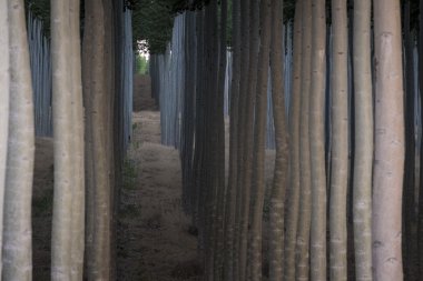 kavak ağacı gruptaki satırlar