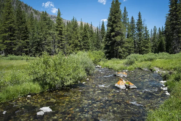 Klarer Rocky Mountain Stream – stockfoto