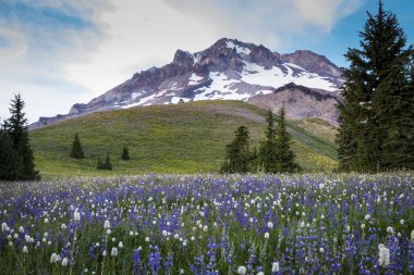 mt. hood, oregon olarak yaz kır çiçekleri