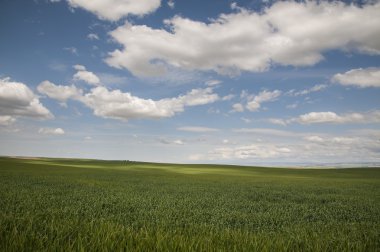 buğday alanları yaz bulutlar altında