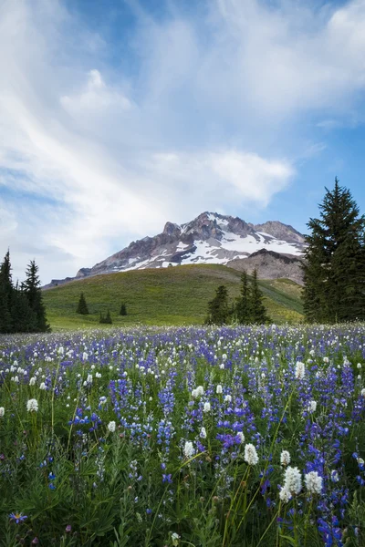 Flores silvestres de verão no Mt. hood, Oregon — Fotografia de Stock