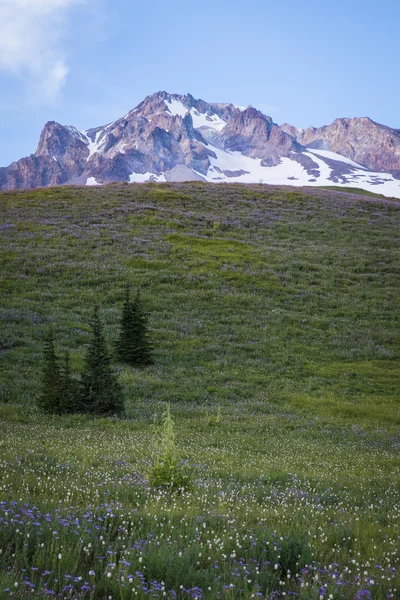 Fiori di campo estivi sul Mt. cappuccio, Oregon — Foto Stock