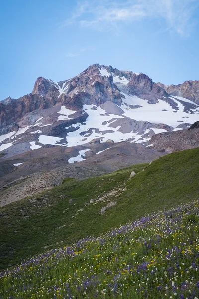 Flores silvestres de verano en Mt. campana, Oregon —  Fotos de Stock