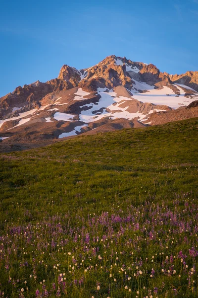 Sunset glow, Mt. hood, Oregon — Stock Photo, Image