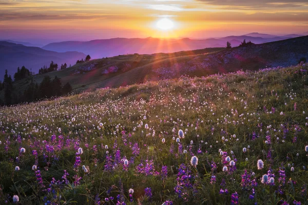 Flores silvestres da montanha iluminadas pelo pôr do sol — Fotografia de Stock