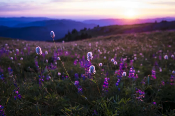 Dağ kır çiçekleri aydınlatmalı günbatımı tarafından — Stok fotoğraf