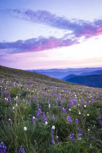 Flores silvestres da montanha iluminadas pelo pôr do sol — Fotografia de Stock