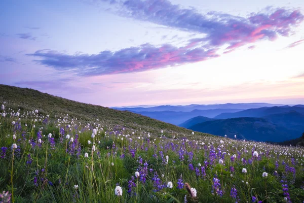 Mountain wildflowers backlit by sunset — Stock Photo, Image