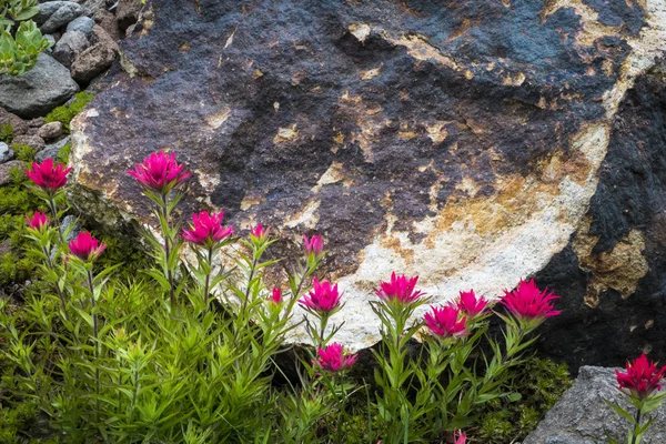 Přečtěte si štětec wildflower — Stock fotografie