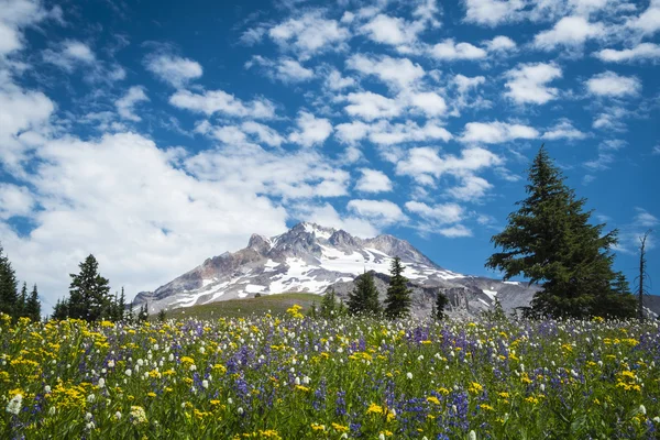 夏天俄勒冈胡德山的山坡上的野花 — 图库照片