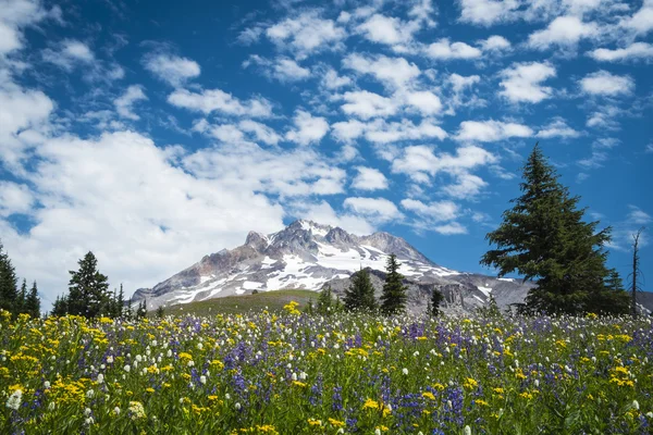 Sommerwildblumen an den Hängen des Mount Kapuze, oregon — Stockfoto