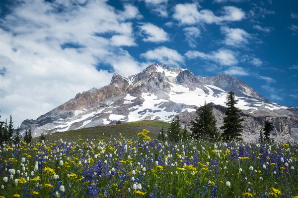 Letní květy na svazích mount Hood, oregon — Stock fotografie