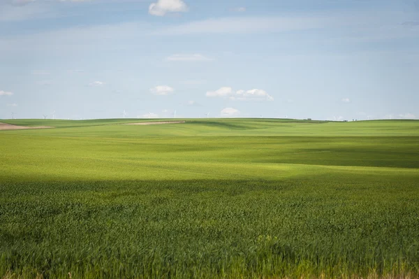 Tarwe velden onder een zomer wolken — Stockfoto