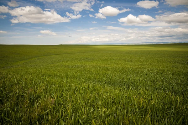 Vetefält under en sommar moln — Stockfoto