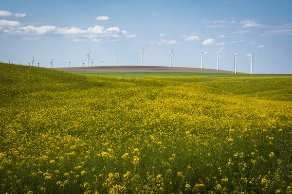 Pole řepky a větrné turbíny pod letní mraky — Stock fotografie