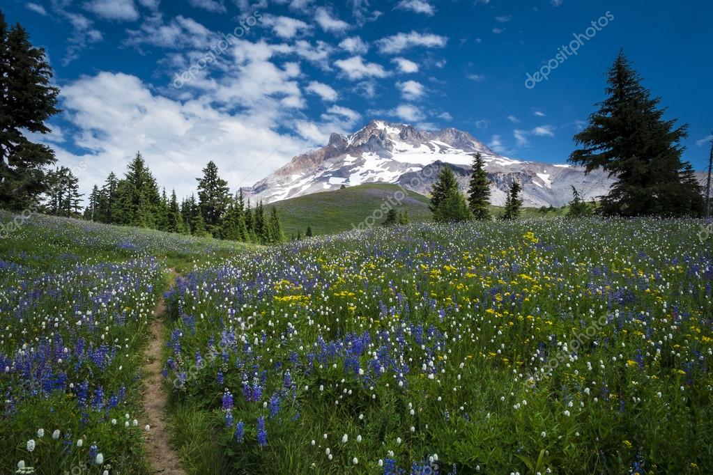 mt hood hiking trails