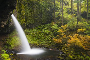 at kuyruğu, Sonbahar, columbia gorge, oregon düşüyor