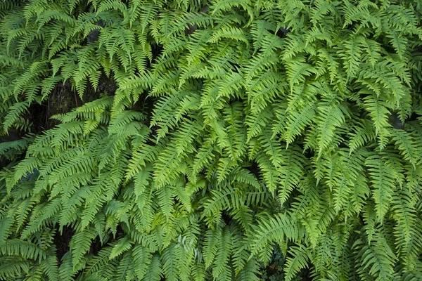 Sword ferns — Stock Photo, Image