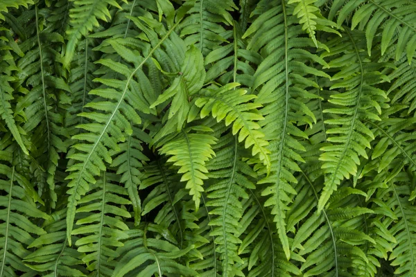 Sword ferns — Stock Photo, Image