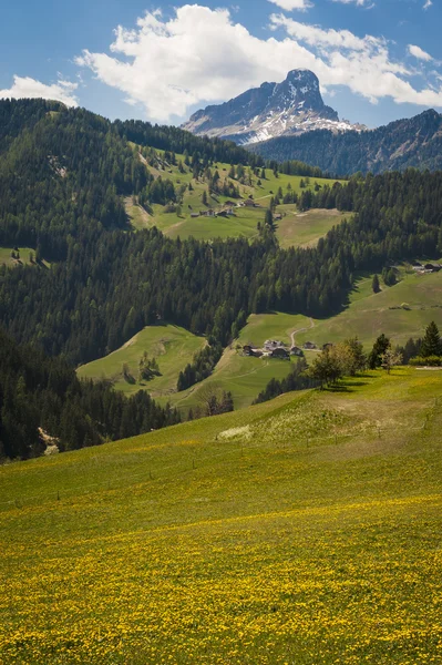 Dağlar ve sarı dandelions alanları — Stok fotoğraf