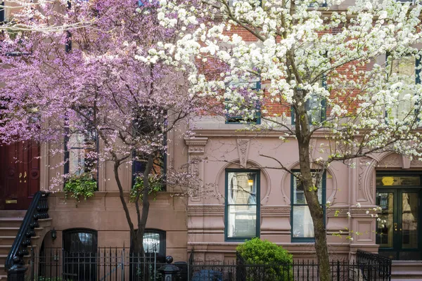 Blooming cherry trees outside of old New York apartment building — Stock Photo, Image